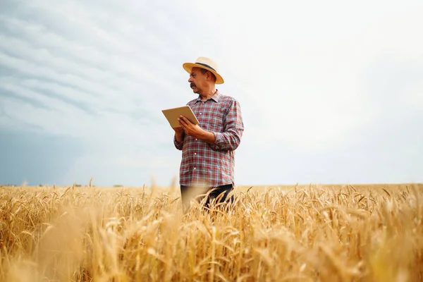 Farmer  in the hat checking wheat field progress, holding tablet using internet. Smart farming and digital agriculture.