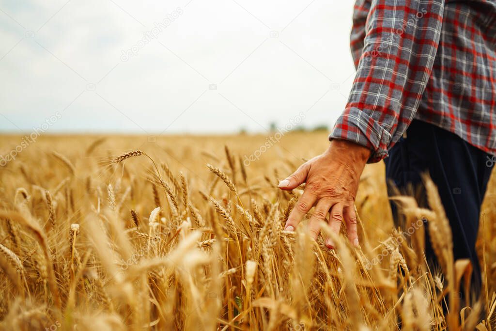 Farmer  in the hatstraw hat standing in a wheat field, looking at the crop. The concept of the agricultural business.