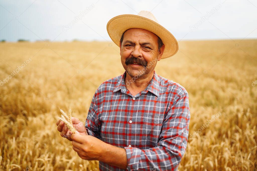 Farmer  in the hatstraw hat standing in a wheat field, looking at the crop. The concept of the agricultural business.