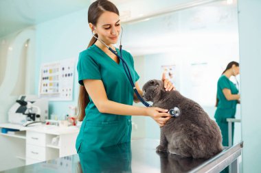 Modern bir veteriner kliniğinde, safkan bir kedi muayene edilir ve masada tedavi edilir. Veteriner kadın veteriner kediyi veteriner kliniğinde muayene eder. Sağlık hizmeti, evcil hayvanlara ilaç tedavisi.