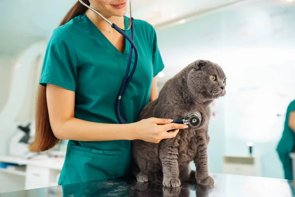 In a modern veterinary clinic, a thoroughbred cat is examined and treated on the table.Y oung woman veterinarian examining cat in veterinary clinic. Healthcare, medicine treatment of pets.