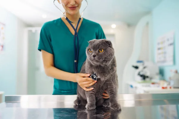 In a modern veterinary clinic, a thoroughbred cat is examined and treated on the table.Y oung woman veterinarian examining cat in veterinary clinic. Healthcare, medicine treatment of pets.