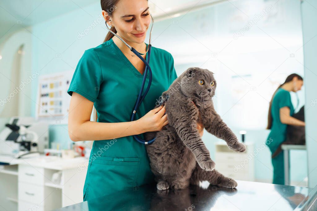 In a modern veterinary clinic, a thoroughbred cat is examined and treated on the table.Y oung woman veterinarian examining cat in veterinary clinic. Healthcare, medicine treatment of pets.