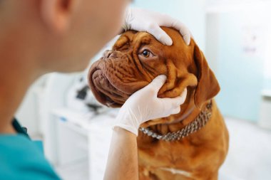 Veteriner çocuk veteriner kliniğinde köpeği kontrol ediyor. Sağlık hizmeti, evcil hayvanlara ilaç tedavisi. Bordo Dogue de Bordeaux.