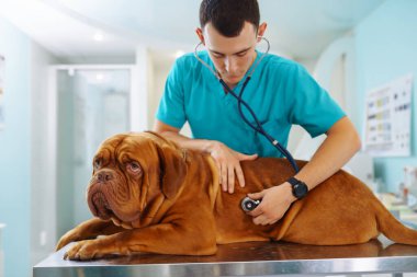 Veteriner çocuk veteriner kliniğinde köpeği kontrol ediyor. Sağlık hizmeti, evcil hayvanlara ilaç tedavisi. Bordo Dogue de Bordeaux.