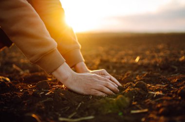 Erkek eller sahada toprağa dokunuyor. Tarım, organik bahçe, ekme ya da ekoloji konsepti. Çevresel, toprak günü. Çiftçi ekmeden önce kontrol ediyor.