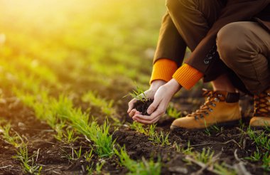 Bir çiftçinin ellerinde taze fidanlar. Tarım, organik bahçe, ekme ya da ekoloji konsepti. Çevresel, toprak günü. Çiftçi ekmeden önce kontrol ediyor.