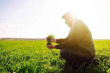 Bir çiftçinin ellerinde taze fidanlar. Tarım, organik bahçe, ekme ya da ekoloji konsepti. Çevresel, toprak günü. Çiftçi ekmeden önce kontrol ediyor.