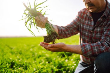 Bir çiftçinin ellerinde taze fidanlar. Tarım, organik bahçe, ekme ya da ekoloji konsepti. Çevresel, toprak günü. Çiftçi ekmeden önce kontrol ediyor.