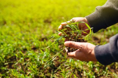 Bir çiftçinin ellerinde taze fidanlar. Tarım, organik bahçe, ekme ya da ekoloji konsepti. Çevresel, toprak günü. Çiftçi ekmeden önce kontrol ediyor.