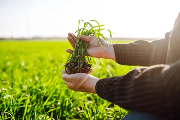 Young Seedlings Hands Farmer Agriculture Organic Gardening Planting Ecology Concept — Stock Photo, Image