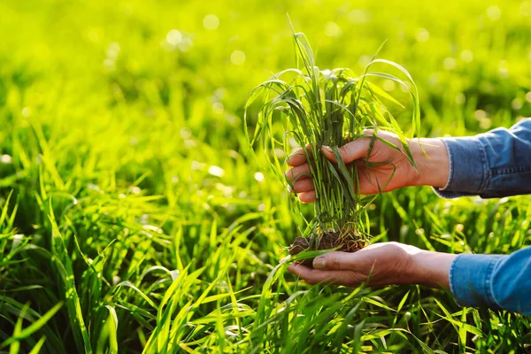 Young Seedlings Hands Farmer Agriculture Organic Gardening Planting Ecology Concept — Stock Photo, Image