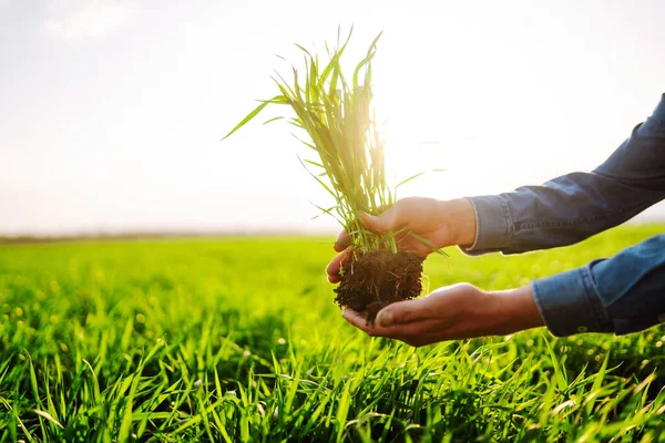 Plántulas Jóvenes Manos Agricultor Agricultura Jardinería Orgánica Plantación Concepto Ecológico —  Fotos de Stock