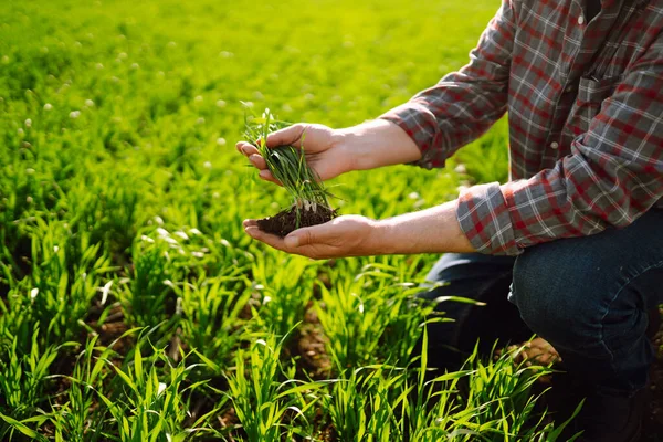 Young Seedlings Hands Farmer Agriculture Organic Gardening Planting Ecology Concept — Stock Photo, Image