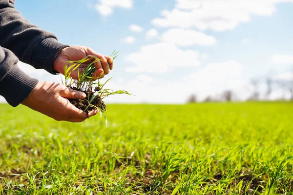 Jonge Zaailingen Handen Van Een Boer Landbouw Organische Tuinieren Aanplant — Stockfoto