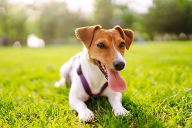 Mutlu aktif köpek, Jack Russell parkta oynuyor. Evcil köpek konsepti.
