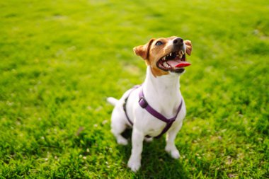 Mutlu aktif köpek, Jack Russell parkta oynuyor. Evcil köpek konsepti.