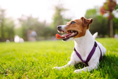 Mutlu aktif köpek, Jack Russell parkta oynuyor. Evcil köpek konsepti.