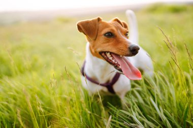 Happy active dog, jack russell playing in the park.  Domestic dog concept. clipart