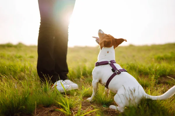 Happy Active Dog Jack Russell Playing Park Domestic Dog Concept — ストック写真