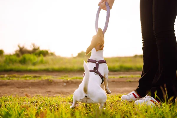 Gelukkige Actieve Hond Jack Russell Aan Het Spelen Het Park — Stockfoto