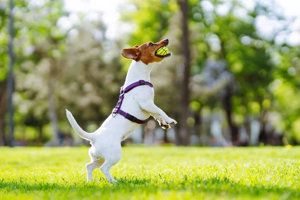 Happy active dog, jack russell playing in the park.  Domestic dog concept.