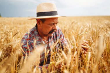 Tahıl tarlasında genç bir tarım uzmanı. Hasır şapkalı çiftçi buğday tarlasında duruyor. Mısır gevreği yetiştiriciliği. Büyüyen doğa hasadı. Tarım, bahçıvanlık veya ekoloji kavramı.