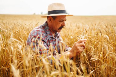Tahıl tarlasında genç bir tarım uzmanı. Hasır şapkalı çiftçi buğday tarlasında duruyor. Mısır gevreği yetiştiriciliği. Büyüyen doğa hasadı. Tarım, bahçıvanlık veya ekoloji kavramı.