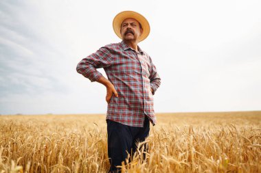Tahıl tarlasında genç bir tarım uzmanı. Hasır şapkalı çiftçi buğday tarlasında duruyor. Mısır gevreği yetiştiriciliği. Büyüyen doğa hasadı. Tarım, bahçıvanlık veya ekoloji kavramı.