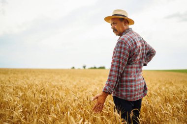 Tahıl tarlasında genç bir tarım uzmanı. Hasır şapkalı çiftçi buğday tarlasında duruyor. Mısır gevreği yetiştiriciliği. Büyüyen doğa hasadı. Tarım, bahçıvanlık veya ekoloji kavramı.