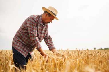 Tahıl tarlasında genç bir tarım uzmanı. Hasır şapkalı çiftçi buğday tarlasında duruyor. Mısır gevreği yetiştiriciliği. Büyüyen doğa hasadı. Tarım, bahçıvanlık veya ekoloji kavramı.