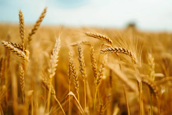 Campo Oro Grano Una Giornata Estiva Crescita Raccolta Natura Azienda — Foto Stock