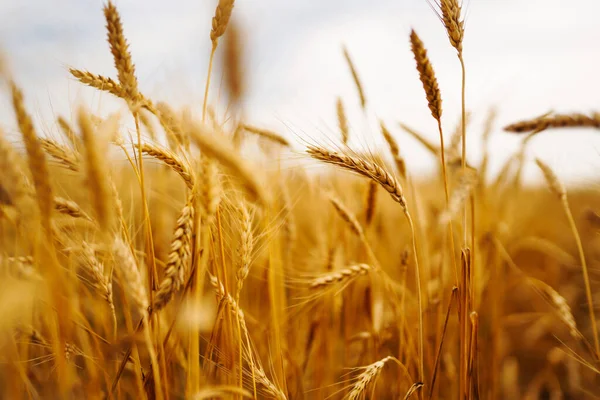 Campo Oro Grano Una Giornata Estiva Crescita Raccolta Natura Azienda — Foto Stock