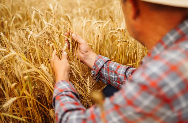 Young agronomist in grain field. Farmer in the  straw hat standing in a wheat field. Cereal farming. Growth nature harvest. Agriculture, gardening or ecology concept.