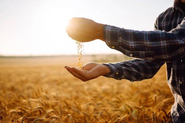 Man pours wheat from hand to hand on the background of a wheat field. Agriculture and harvesting concept.