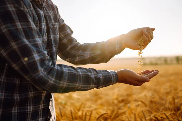 Чоловік Випиває Пшеницю Рук Руки Тлі Пшеничного Поля Концепція Сільського — стокове фото