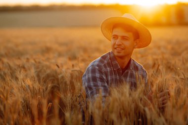 Şapkalı genç çiftçi tarladaki çivili buğdayların kalitesini kontrol ediyor. Çiftlik işçisi mahsulün iyi durumda olduğundan emin olmak için buğday başaklarına dokunur. Tarım ve hasat. 