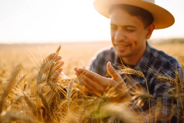 Young Farmer Hat Checking Quality Wheat Grain Spikelets Field Farm — Stock Photo, Image