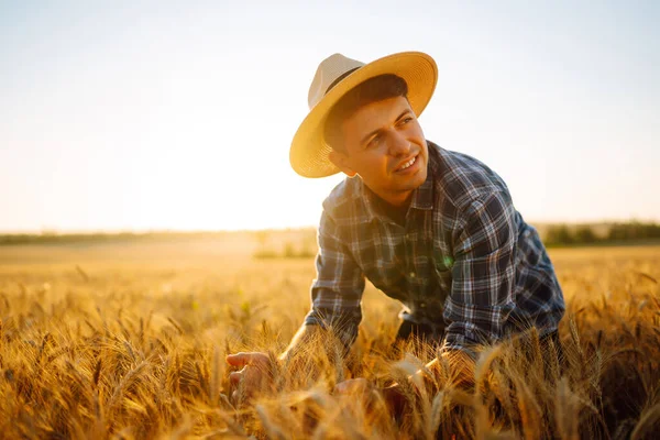 Mladý Farmář Klobouku Kontroluje Kvalitu Pšeničných Zrn Hřeby Poli Zemědělský — Stock fotografie