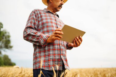 Modern tarım teknolojisi. Akıllı tarım konsepti. Çiftçi buğday tarlası işlemini kontrol ediyor, tableti internet kullanarak tutuyor.