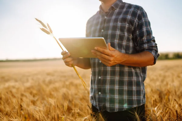 Moderní Zemědělská Technologie Chytrý Zemědělský Koncept Farmář Kontroluje Průběh Pšeničného — Stock fotografie