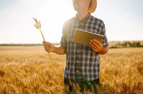 Moderní Zemědělská Technologie Chytrý Zemědělský Koncept Farmář Kontroluje Průběh Pšeničného — Stock fotografie