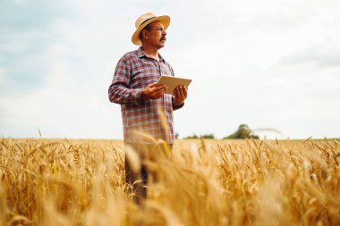 Modern tarım teknolojisi. Akıllı tarım konsepti. Çiftçi buğday tarlası işlemini kontrol ediyor, tableti internet kullanarak tutuyor.