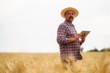 Modern tarım teknolojisi. Akıllı tarım konsepti. Çiftçi buğday tarlası işlemini kontrol ediyor, tableti internet kullanarak tutuyor.