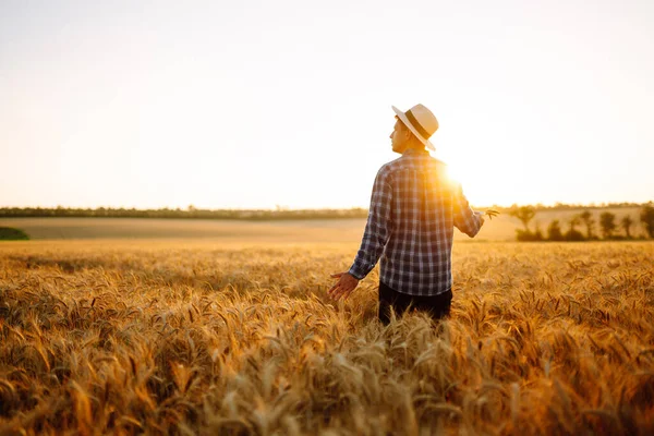 Moderní Zemědělská Technologie Chytrý Zemědělský Koncept Farmář Kontroluje Průběh Pšeničného — Stock fotografie