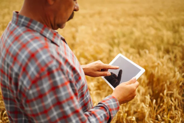 Nowoczesna Technologia Rolnicza Koncepcja Inteligentnego Rolnictwa Rolnik Sprawdzający Postępy Polu — Zdjęcie stockowe