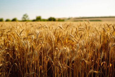 Gökyüzü arka planında olgunlaşan sarı buğday tarlalarının arka planı. Büyüyen doğa hasadı. Tarım çiftliği.