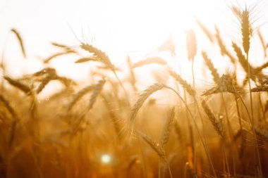Gökyüzü arka planında olgunlaşan sarı buğday tarlalarının arka planı. Büyüyen doğa hasadı. Tarım çiftliği.