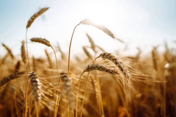 Bakgrund Mognande Öron Gult Vetefält Himlen Bakgrund Tillväxt Natur Skörd — Stockfoto