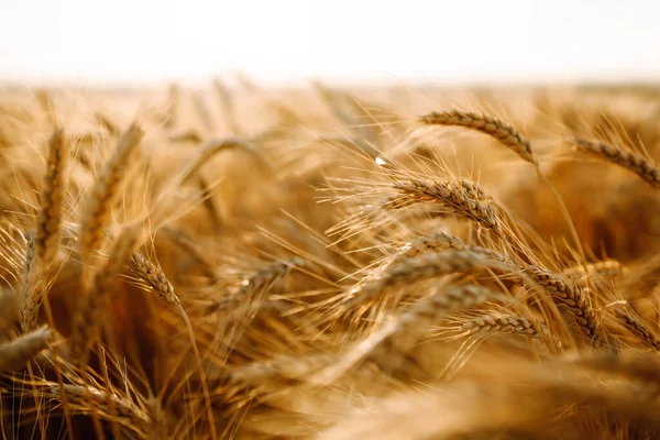 Bakgrund Mognande Öron Gult Vetefält Himlen Bakgrund Tillväxt Natur Skörd — Stockfoto